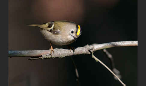 Wintergoldhähnchen (Regulus regulus)