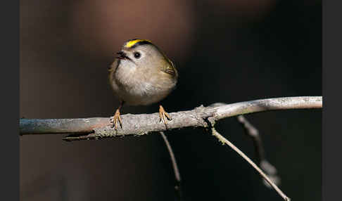 Wintergoldhähnchen (Regulus regulus)