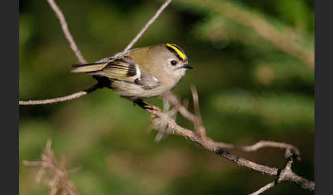 Wintergoldhähnchen (Regulus regulus)