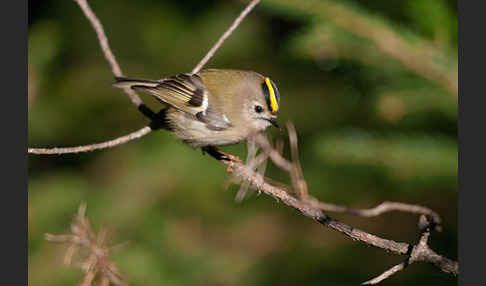 Wintergoldhähnchen (Regulus regulus)