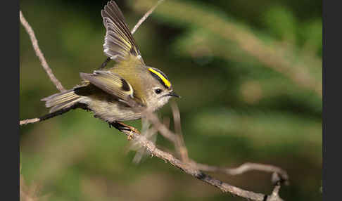 Wintergoldhähnchen (Regulus regulus)