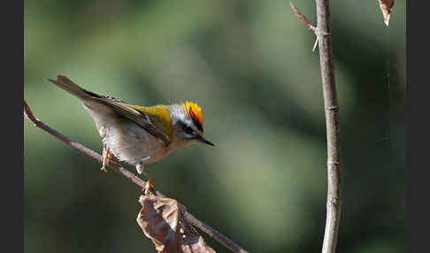 Sommergoldhähnchen (Regulus ignicapillus)