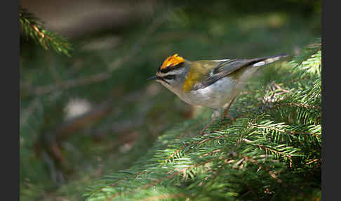 Sommergoldhähnchen (Regulus ignicapillus)