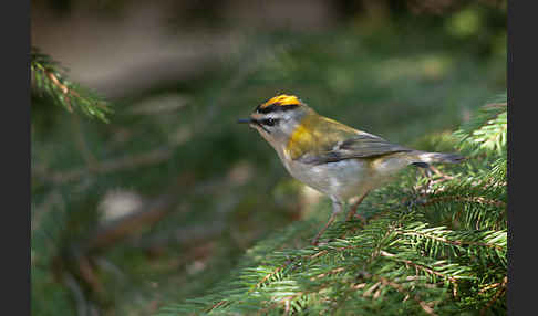 Sommergoldhähnchen (Regulus ignicapillus)