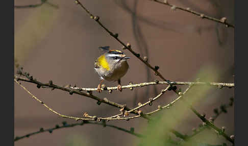 Sommergoldhähnchen (Regulus ignicapillus)