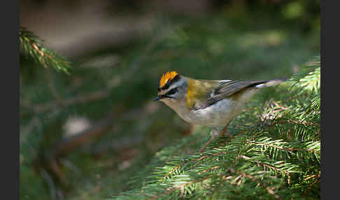 Sommergoldhähnchen (Regulus ignicapillus)