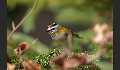 Sommergoldhähnchen (Regulus ignicapillus)