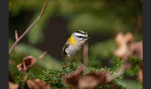 Sommergoldhähnchen (Regulus ignicapillus)