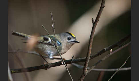 Wintergoldhähnchen (Regulus regulus)