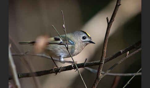 Wintergoldhähnchen (Regulus regulus)