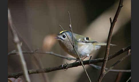 Wintergoldhähnchen (Regulus regulus)