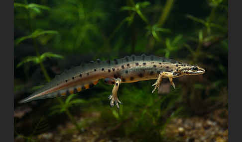 Teichmolch (Lissotriton vulgaris)