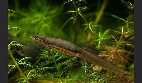 Teichmolch (Lissotriton vulgaris)