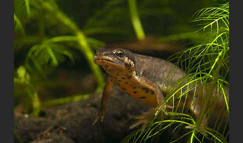 Teichmolch (Lissotriton vulgaris)