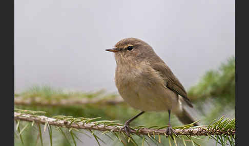 Zilpzalp (Phylloscopus collybita)