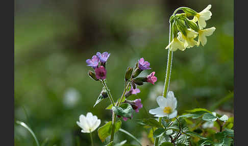 Busch-Windröschen (Anemone nemorosa)