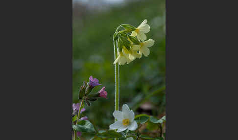 Busch-Windröschen (Anemone nemorosa)