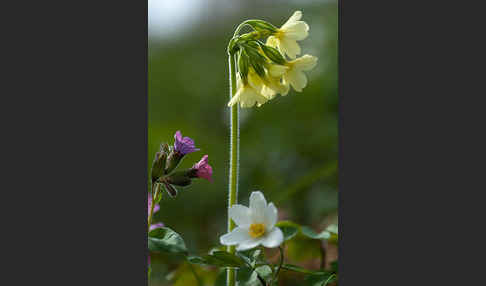 Busch-Windröschen (Anemone nemorosa)