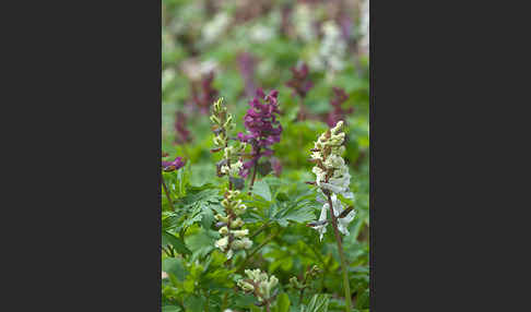 Hohler Lerchensporn (Corydalis cava)