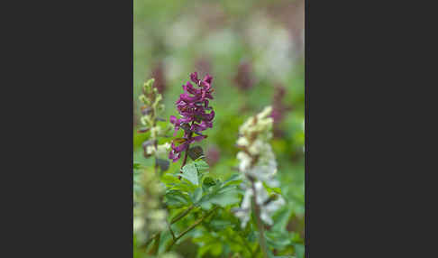 Hohler Lerchensporn (Corydalis cava)