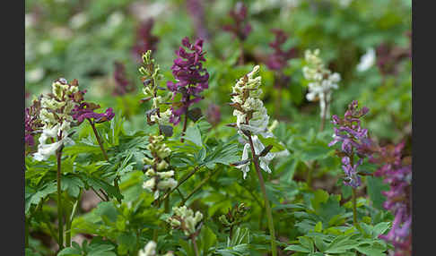 Hohler Lerchensporn (Corydalis cava)