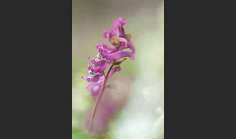 Hohler Lerchensporn (Corydalis cava)