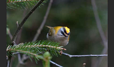 Sommergoldhähnchen (Regulus ignicapillus)