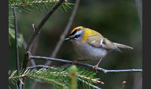 Sommergoldhähnchen (Regulus ignicapillus)