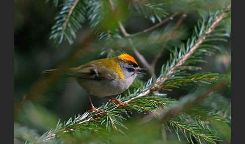 Sommergoldhähnchen (Regulus ignicapillus)