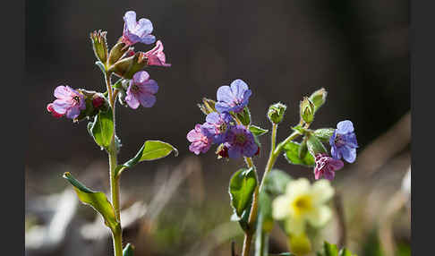 Geflecktes Lungenkraut (Pulmonaria officinalis)