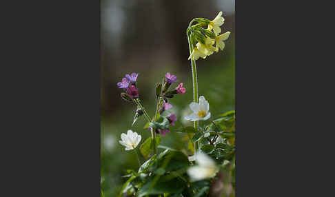 Busch-Windröschen (Anemone nemorosa)