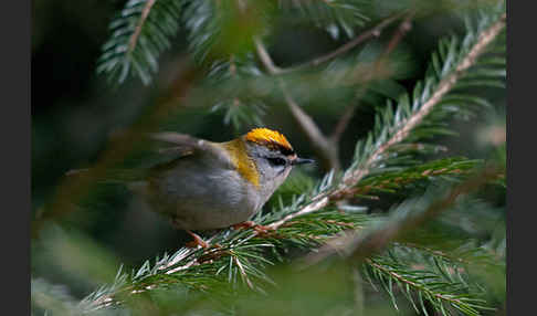 Sommergoldhähnchen (Regulus ignicapillus)