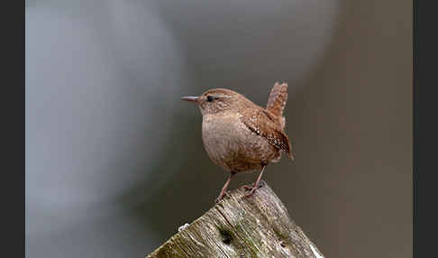 Zaunkönig (Troglodytes troglodytes)