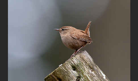 Zaunkönig (Troglodytes troglodytes)