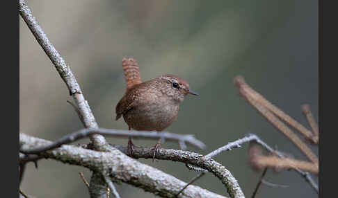 Zaunkönig (Troglodytes troglodytes)