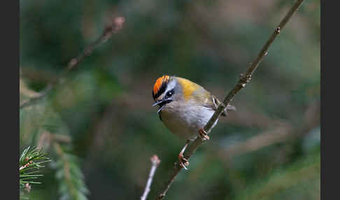 Sommergoldhähnchen (Regulus ignicapillus)