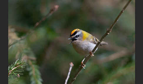 Sommergoldhähnchen (Regulus ignicapillus)