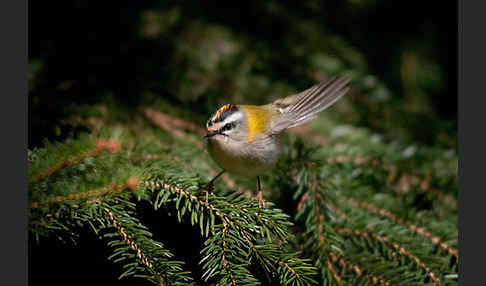 Sommergoldhähnchen (Regulus ignicapillus)