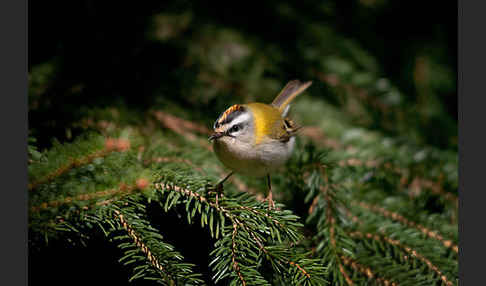 Sommergoldhähnchen (Regulus ignicapillus)