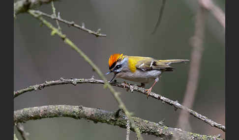 Sommergoldhähnchen (Regulus ignicapillus)