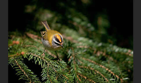 Sommergoldhähnchen (Regulus ignicapillus)