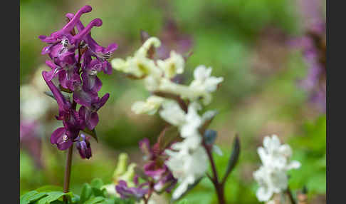 Hohler Lerchensporn (Corydalis cava)