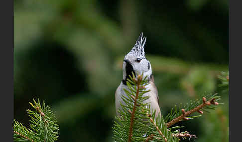 Haubenmeise (Parus cristatus)