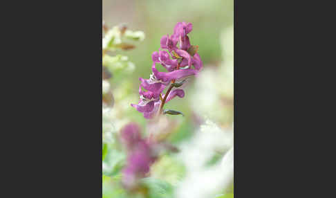 Hohler Lerchensporn (Corydalis cava)