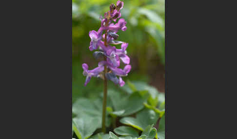 Hohler Lerchensporn (Corydalis cava)