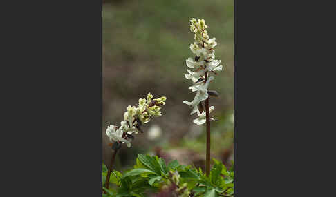 Hohler Lerchensporn (Corydalis cava)