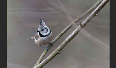 Haubenmeise (Parus cristatus)