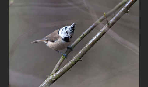 Haubenmeise (Parus cristatus)