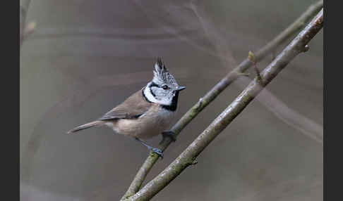 Haubenmeise (Parus cristatus)