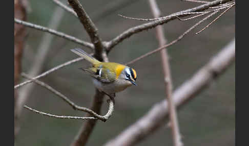 Sommergoldhähnchen (Regulus ignicapillus)